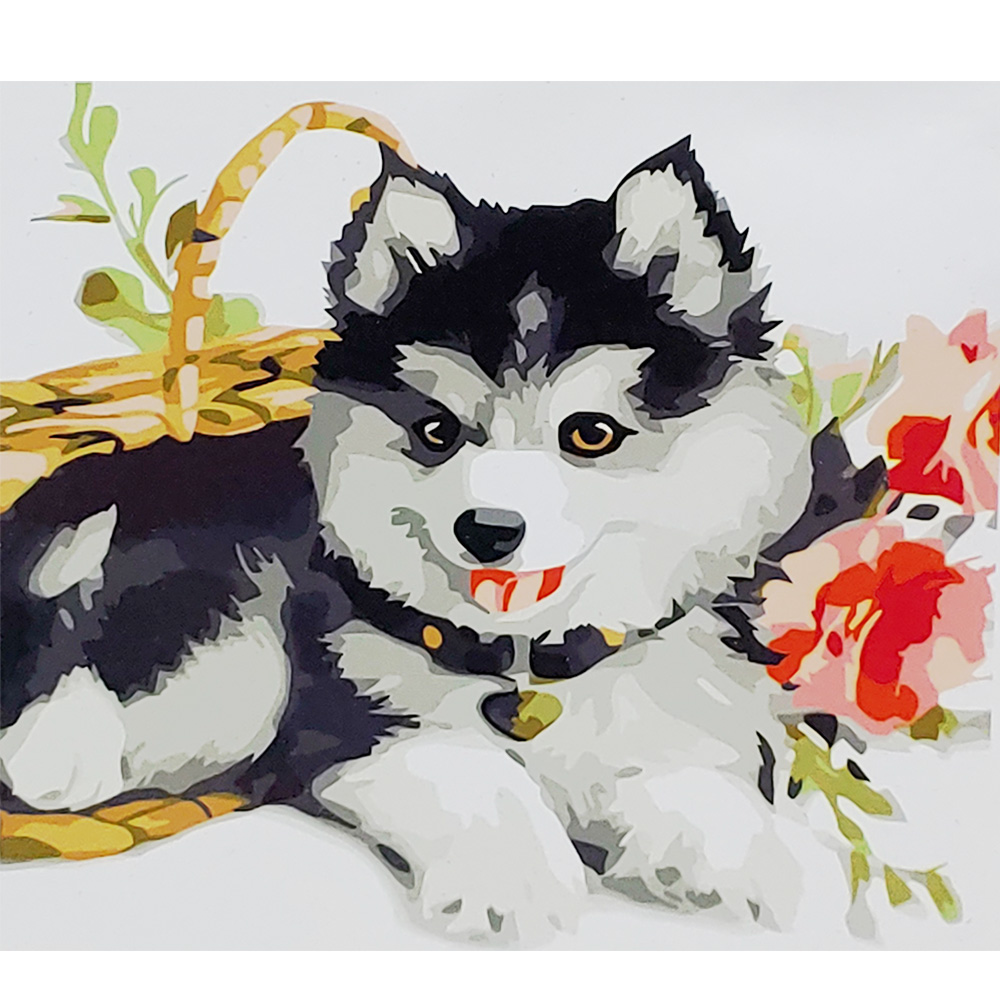 Маленький хаскі з лаком 