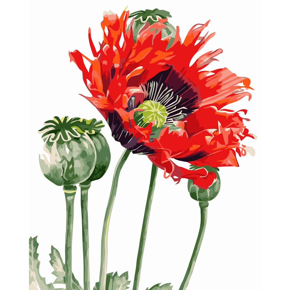 Картина за номерами Strateg ПРЕМІУМ Макова квітка розміром 40х50 см (GS070)