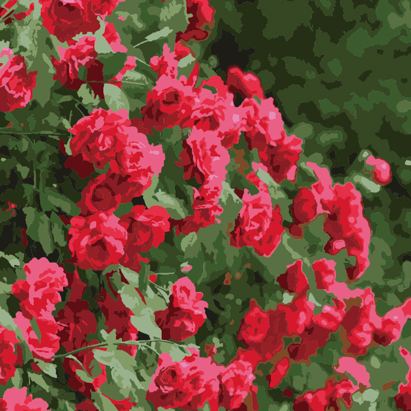 Strateg Malen nach Zahlen Rosen Größe 20x20 cm (HH5206)