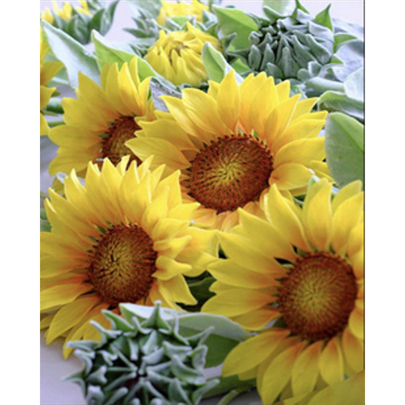 Diamond mosaic Strateg PREMIUM Amazing sunflower 40x50 cm (SK86009)