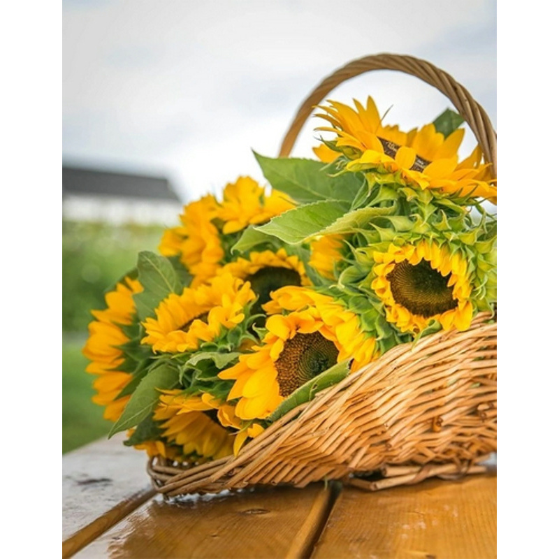 Diamond mosaic Sunflowers in a basket without a subframe 40x50 cm (JSFH85869)
