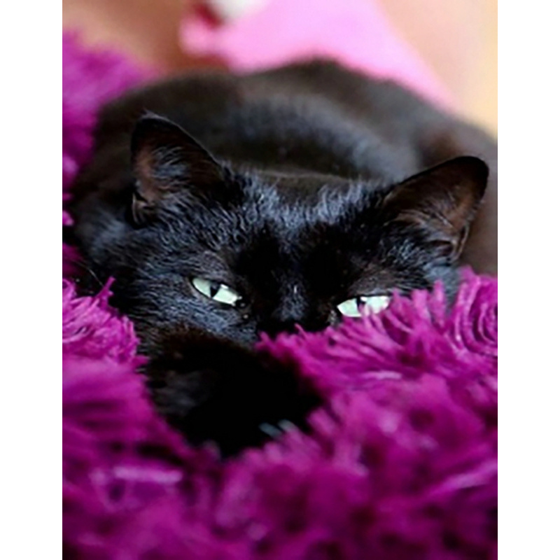 Алмазная мозаика Strateg ПРЕМИУМ Черный котик в покрывале без подрамника размером 40х50 см (JSFH85875)