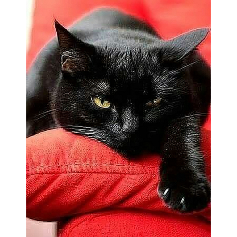 Diamond mosaic Black cat without a subframe 40x50 cm (JSFH85889)