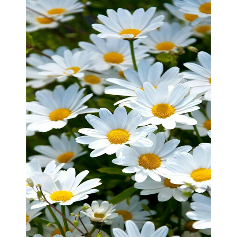 Diamond mosaic Daisies without a subframe 40x50 cm (JSFH85894)