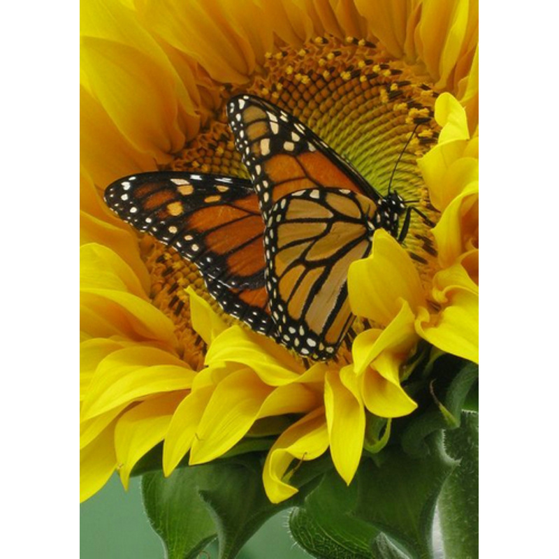 Diamantmosaik Strateg PREMIUM Einen Schmetterling mit einer Sonnenblume verwöhnen, rahmenlose Größe 30x40 cm (GD86096)