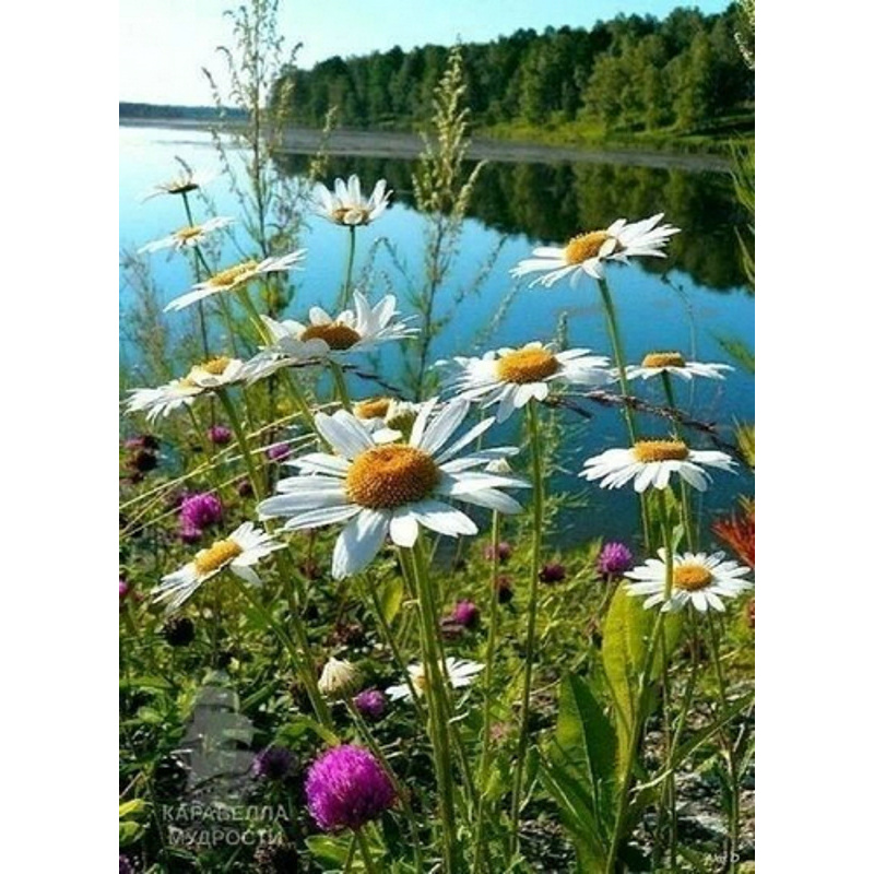 Diamond mosaic Daisies by the river without a subframe 50x65 cm (SGK86070)