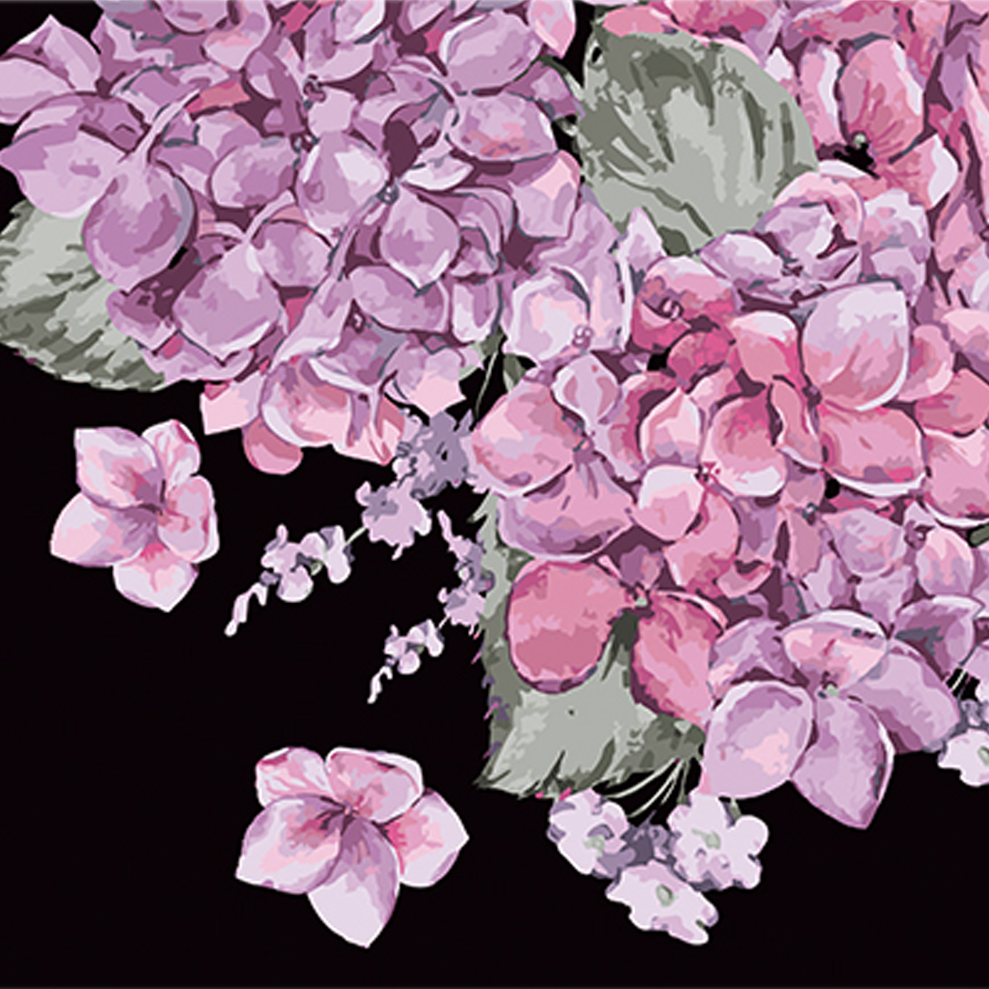 Paint by number Strateg PREMIUM Blooming hydrangeas on a black background size 40x40 cm (AV4040-29)