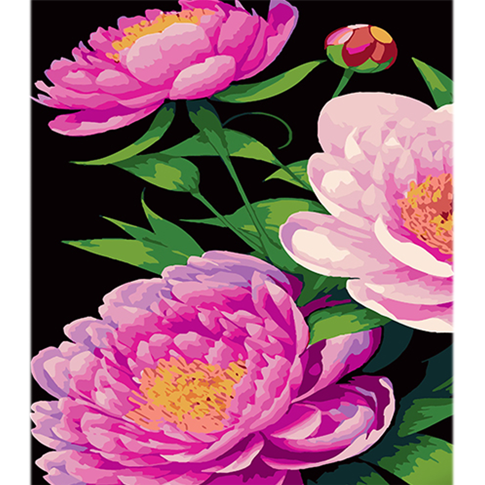 Paint by number Strateg Peonies in shades of pink on a black background, size 40x50 cm (AH1101)