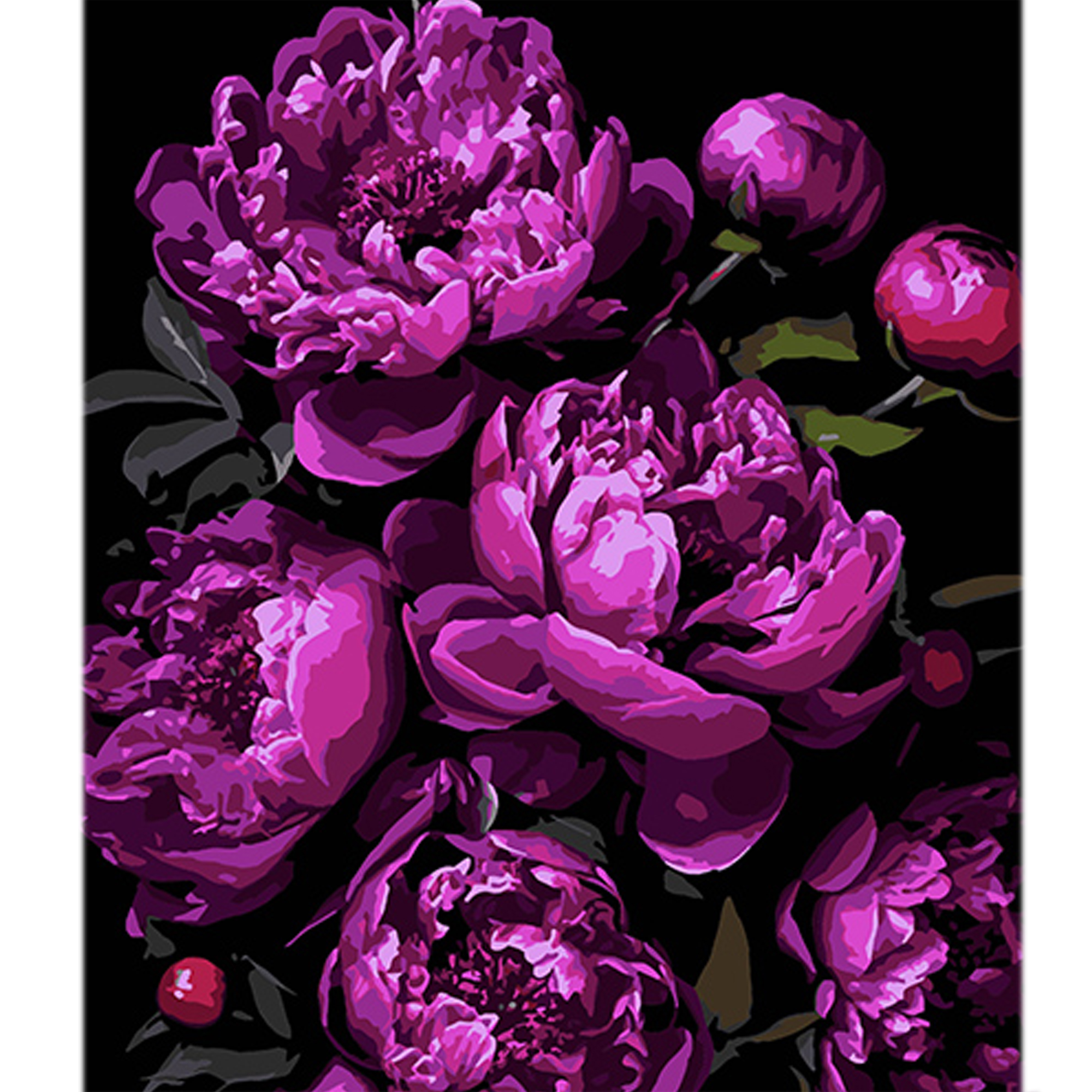 Paint by number Strateg Magic of purple peonies on a black background size 40x50 cm (AH1134)