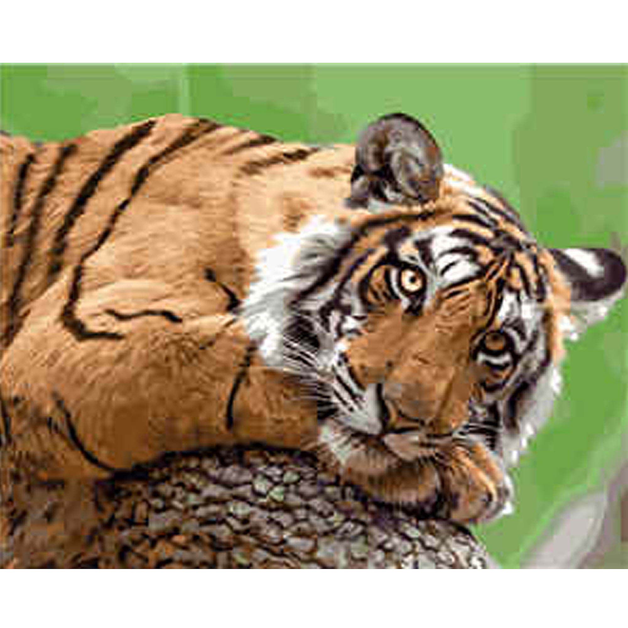 Paint by number Strateg PREMIUM Dreamy tiger with varnish and level 40x50 cm (VA-1905)