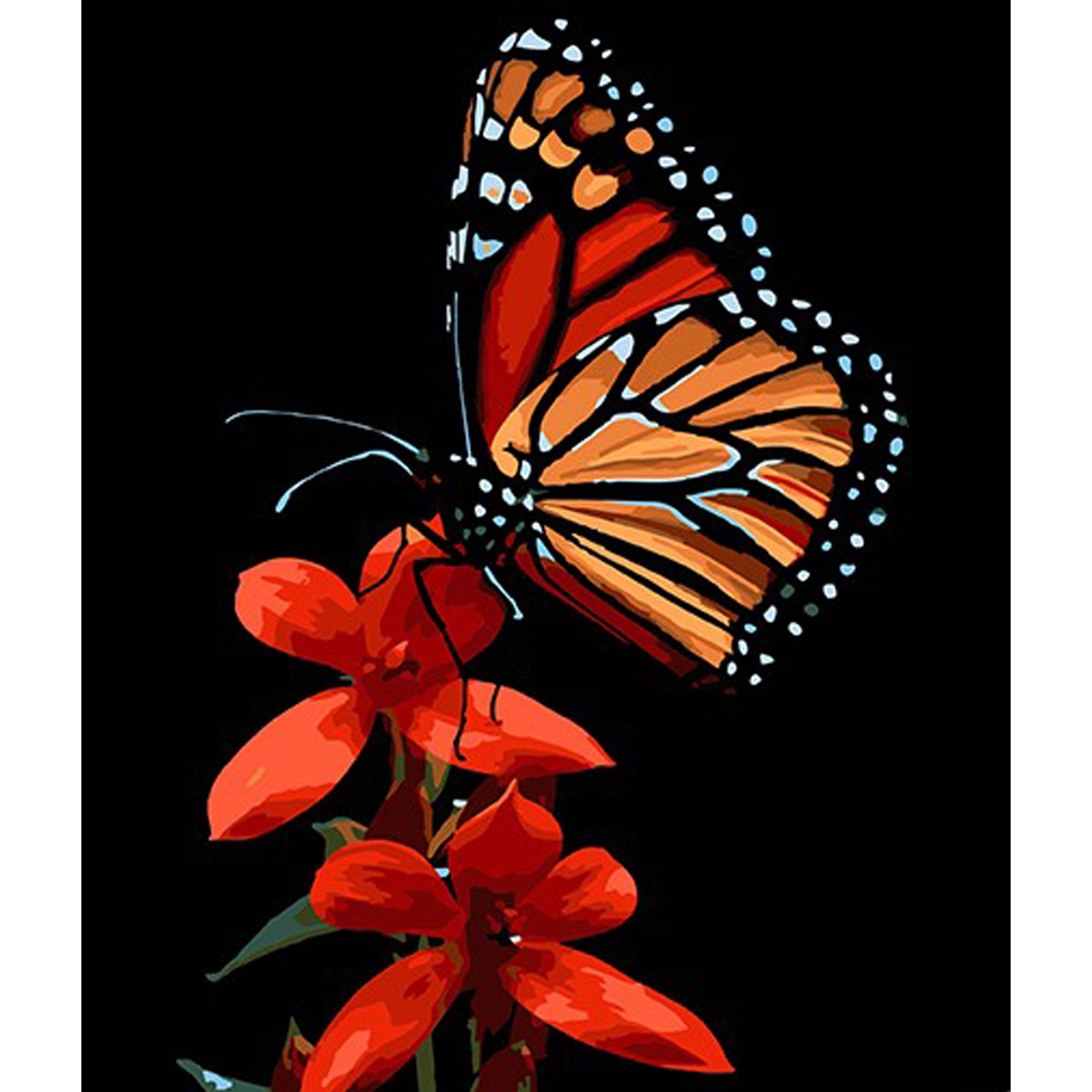 Paint by number Strateg PREMIUM The beauty of a butterfly on a red flower on a black background size 30x40 cm (FH-13)