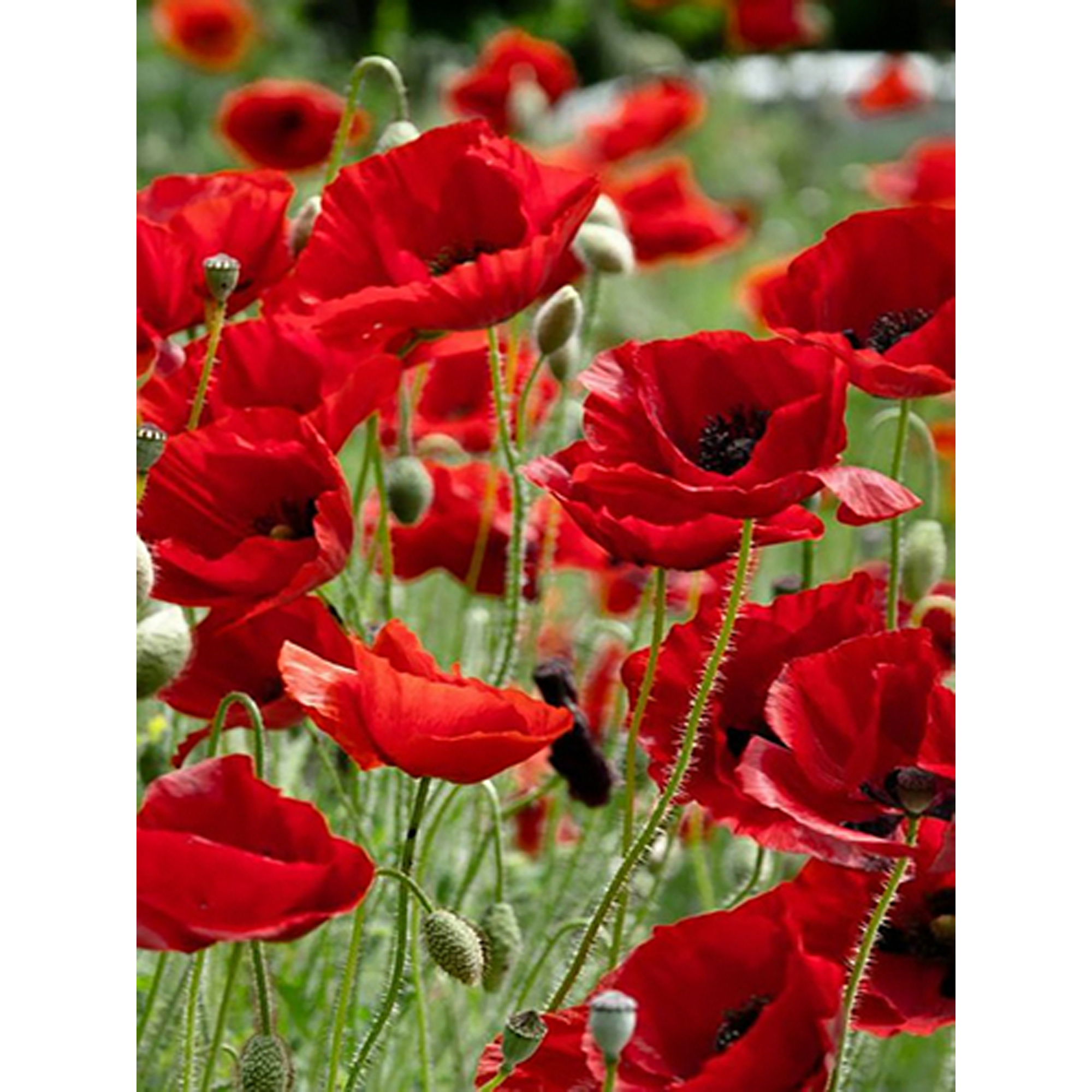 Diamond mosaic Strateg PREMIUM Magic field poppies size 40x50 cm (GC85946)