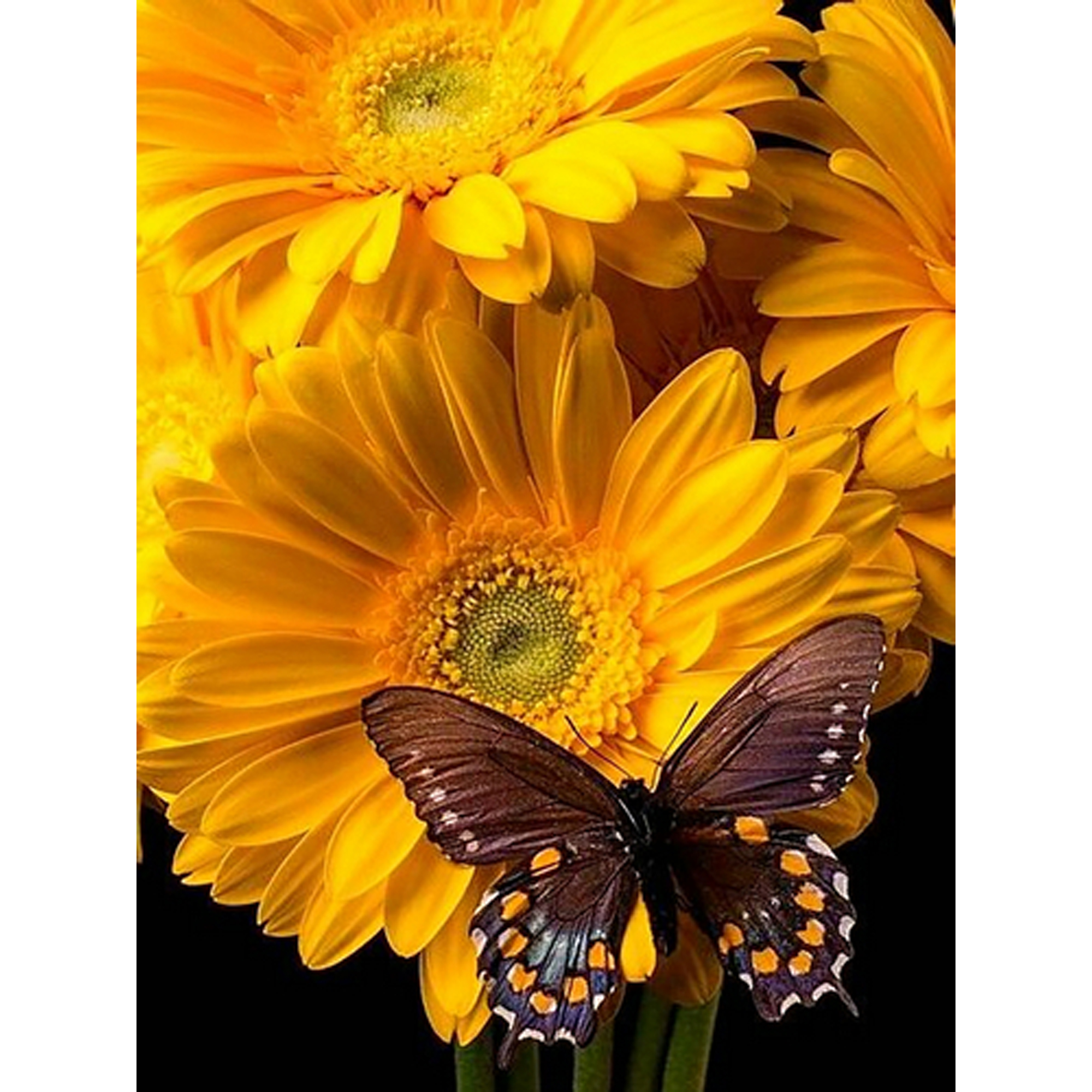 Diamond mosaic Strateg PREMIUM Butterfly on a flower size 40x50 cm (GC86117)