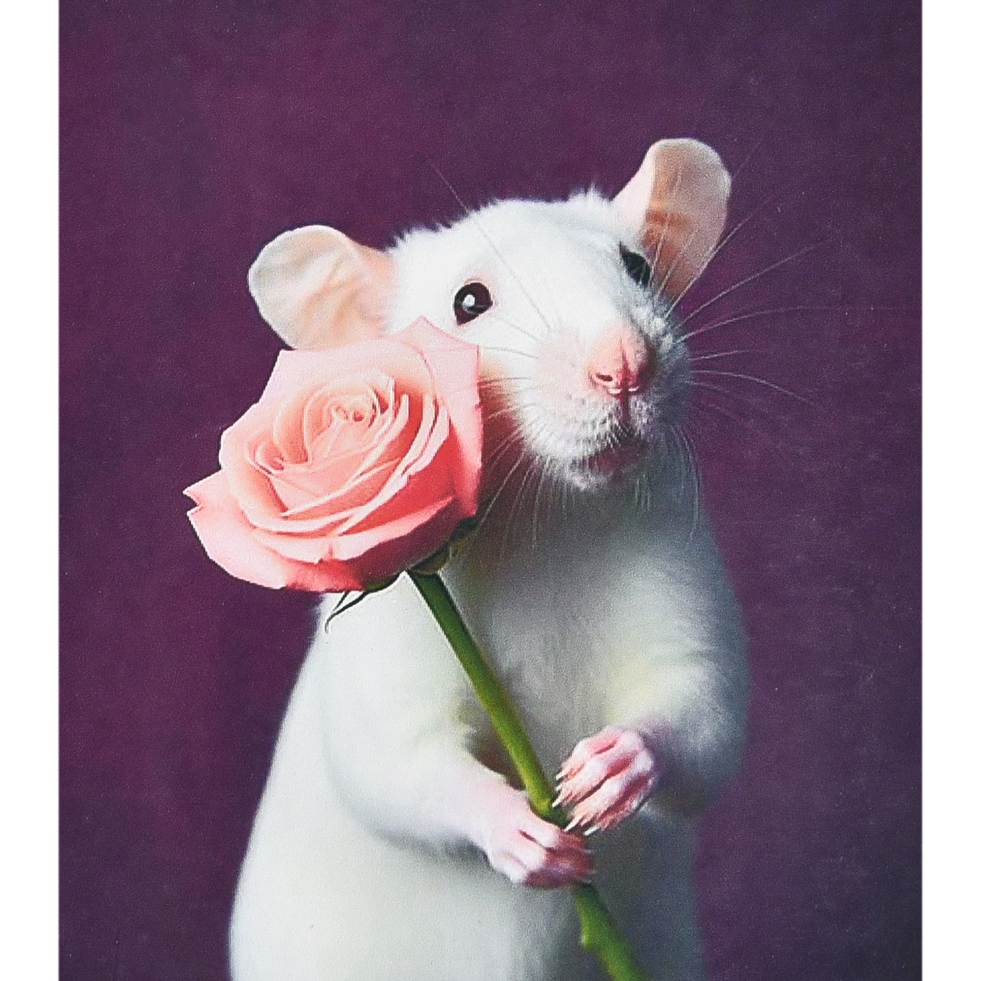 Diamond mosaic Strateg PREMIUM Mouse with a gift size 40x50 cm (SK88223)