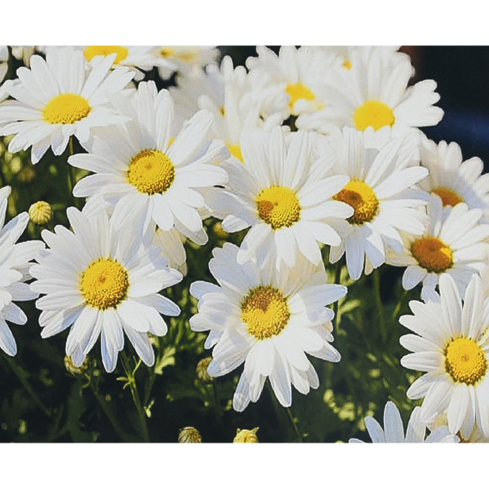 Diamond mosaic Strateg PREMIUM Amazing radiance of daisies size 30x40 cm (HEG88132)