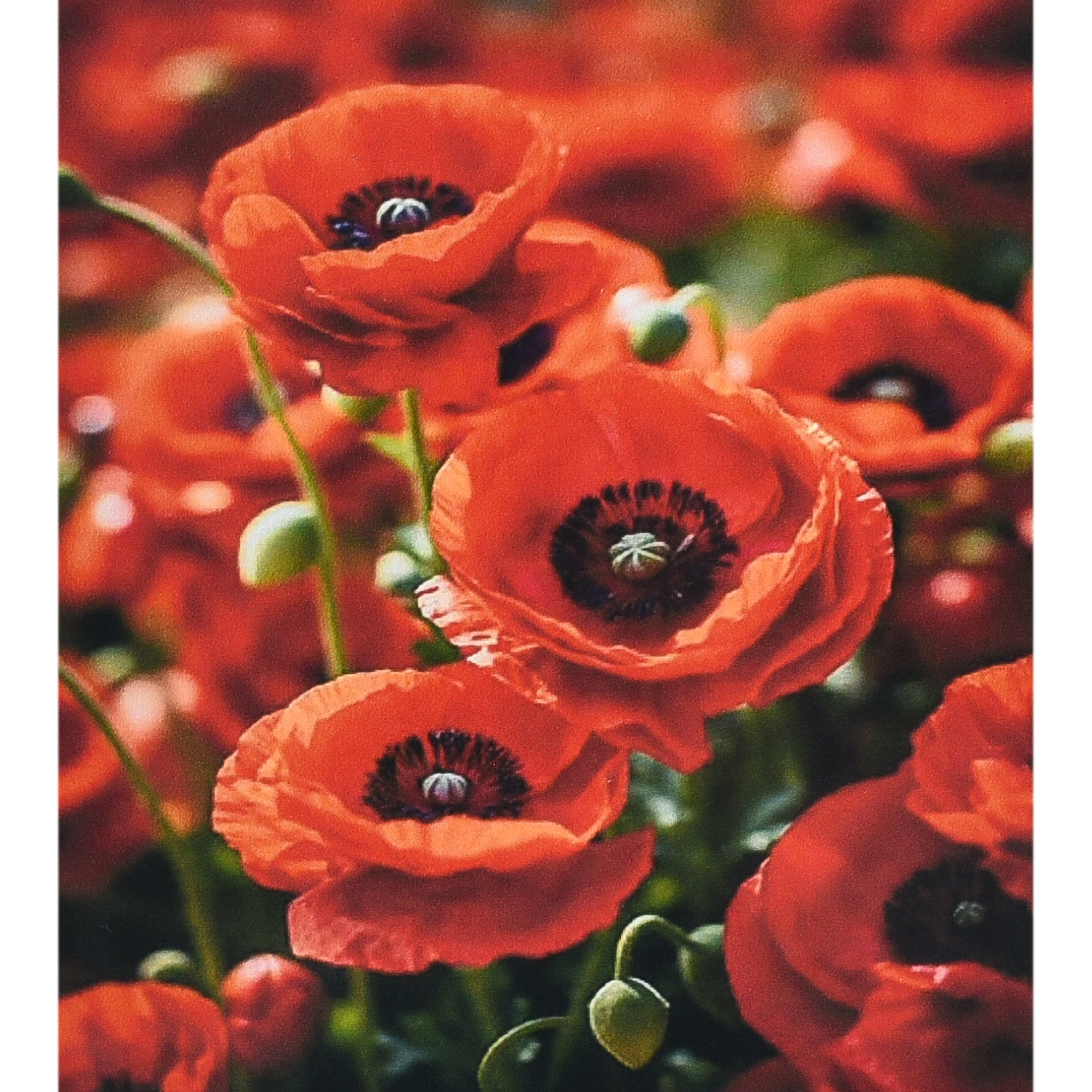 Diamond mosaic Strateg PREMIUM The charm of red poppies size 30x40 cm (HEG88136)
