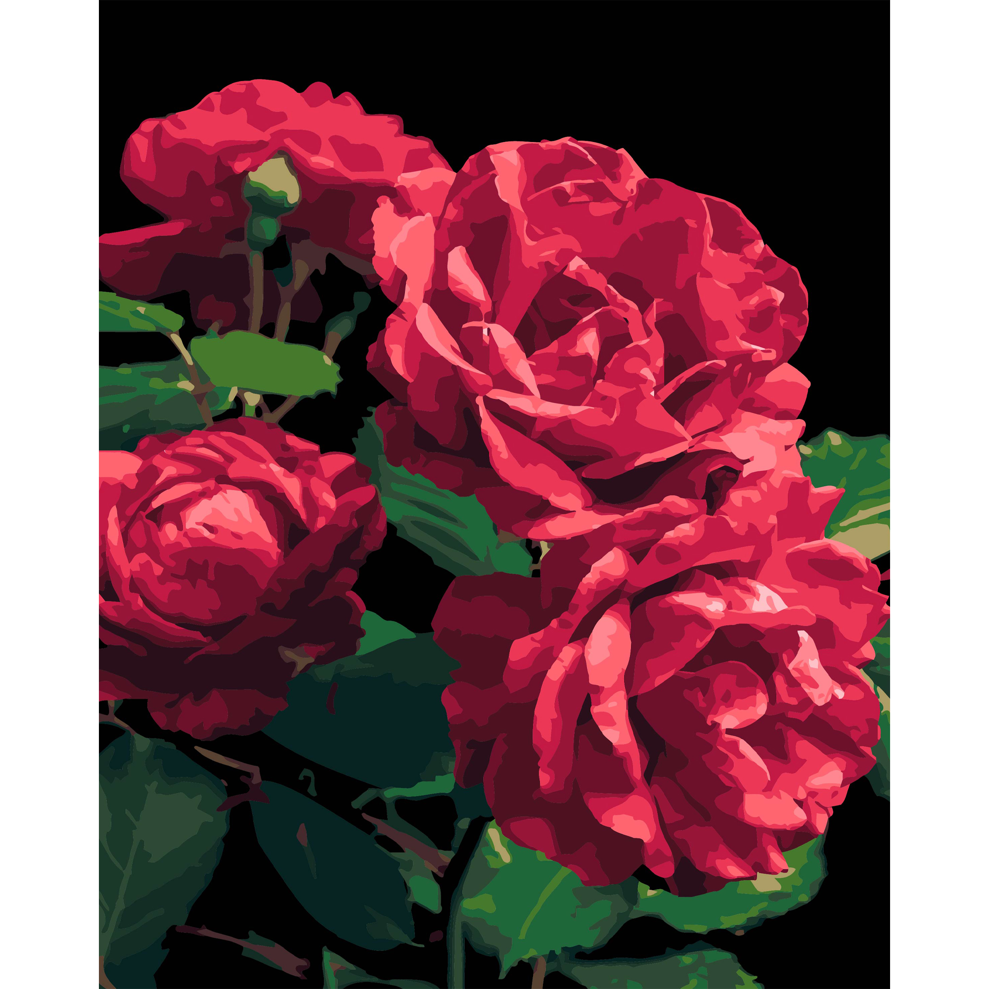 Розы на черном фоне 