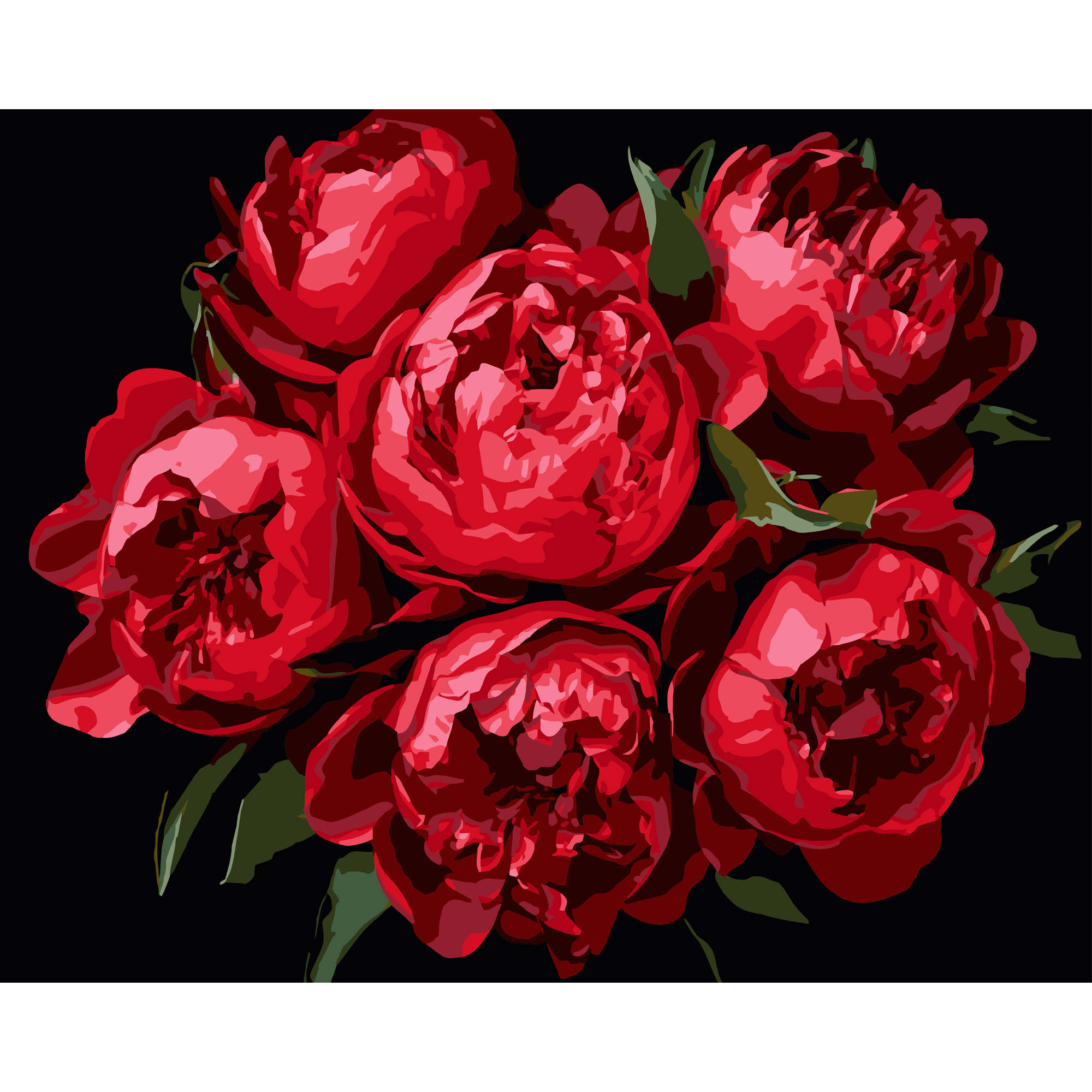 Яркие пионы на черном фоне 