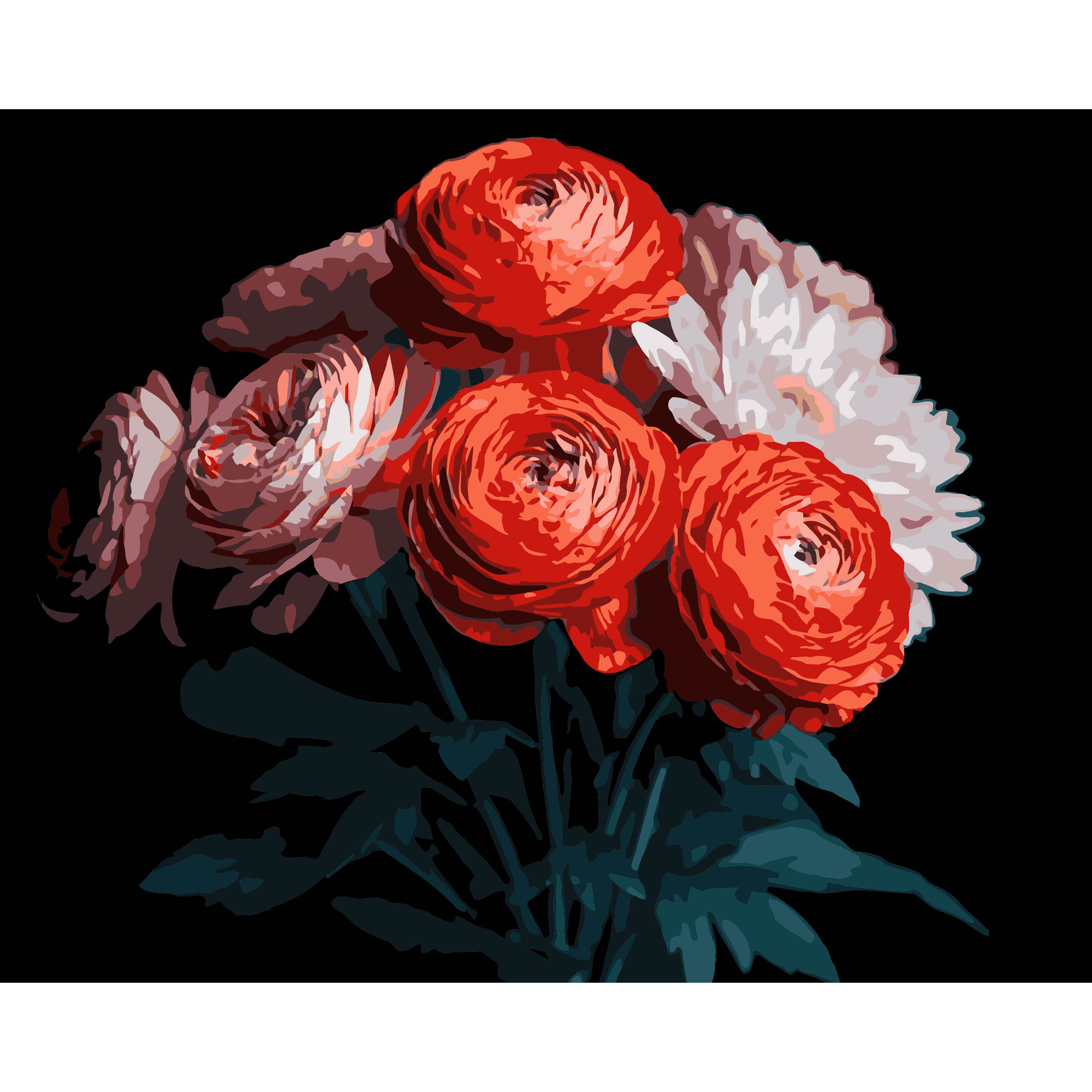 Malen nach Zahlen Strateg Rote Ranunkeln auf schwarzem Hintergrund 40Х50 (AH1250)