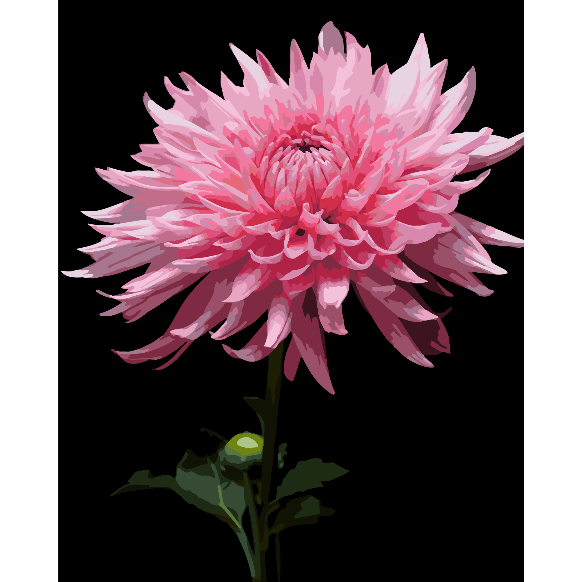 Pink dahlia on a black background 40Х50 (AH1264)