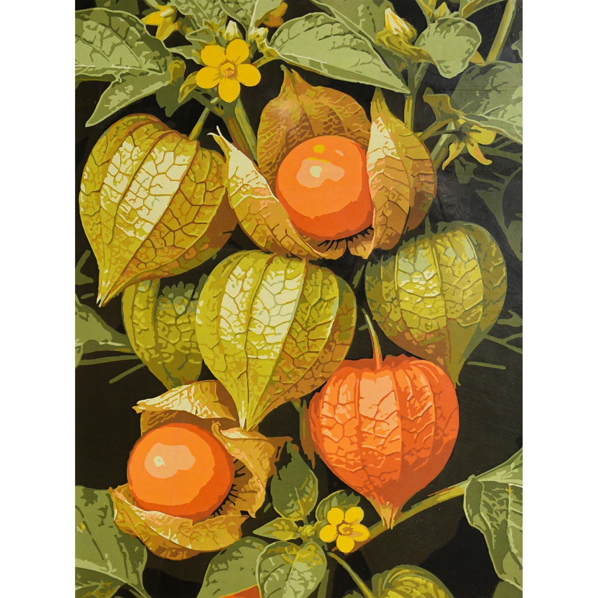 Сонячна фізаліс (SS-1367)