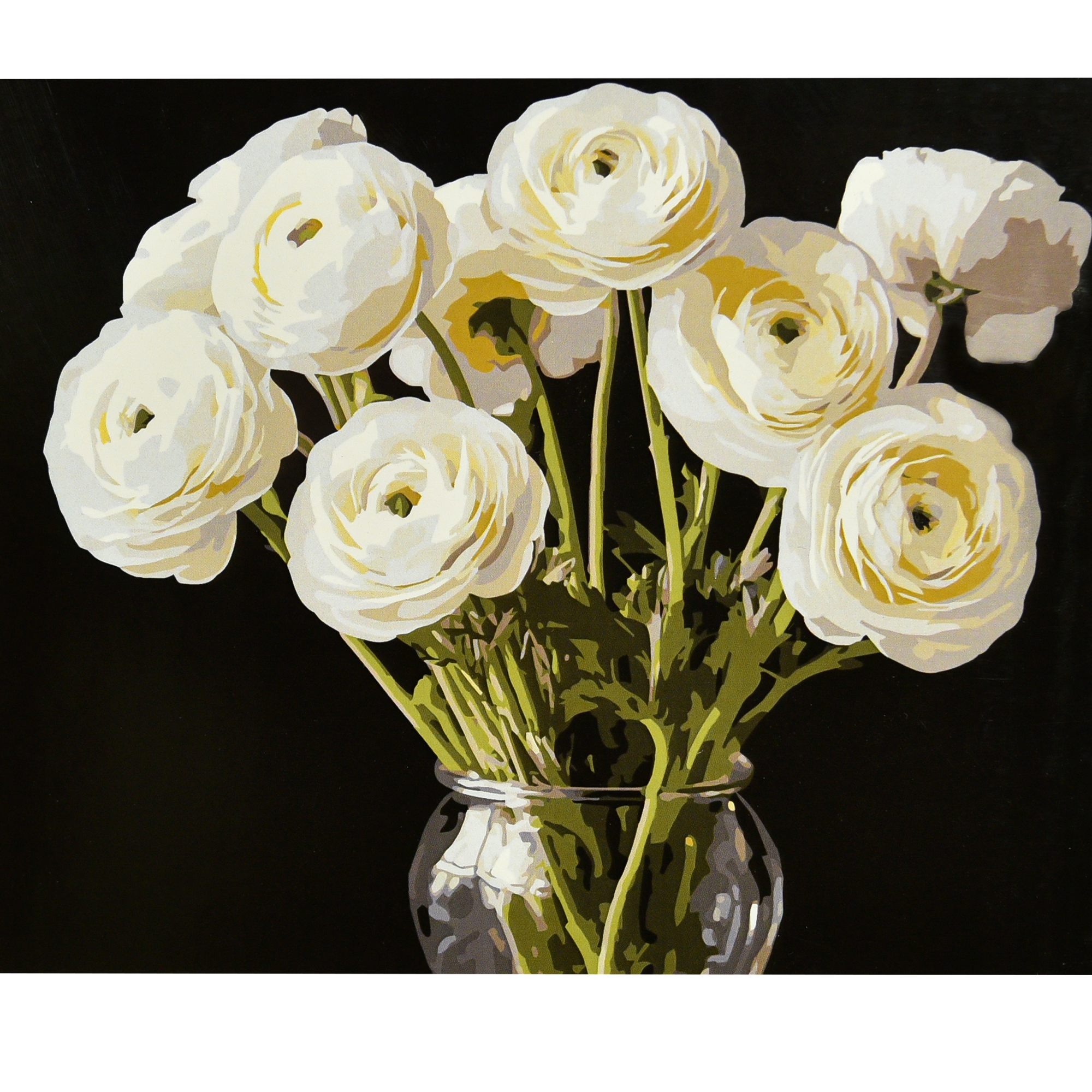 Malen nach Zahlen Strategie Weißer Ranunkel auf schwarzem Hintergrund, 