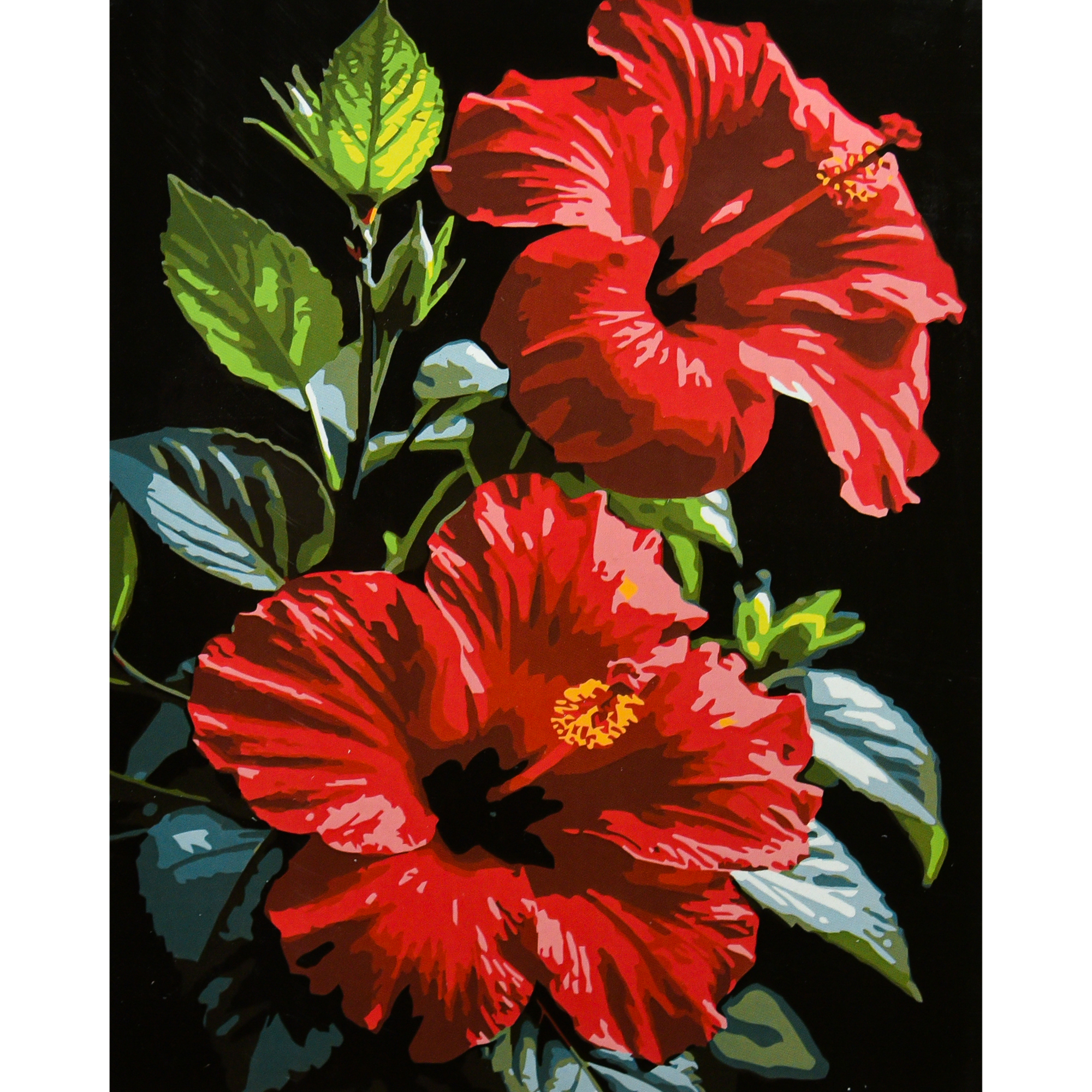 Tropical flower on a black background 