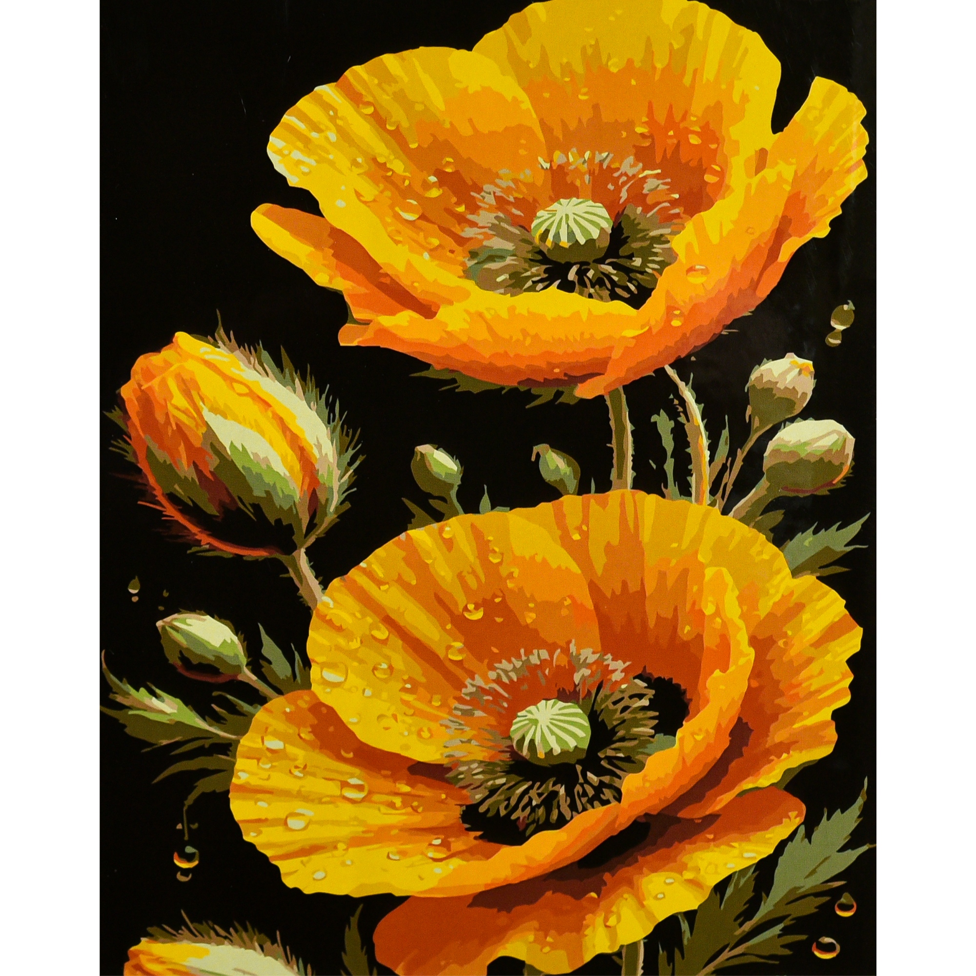 Malen nach Zahlen Strategie Sonnige Mohnblumen auf schwarzem Hintergrund 