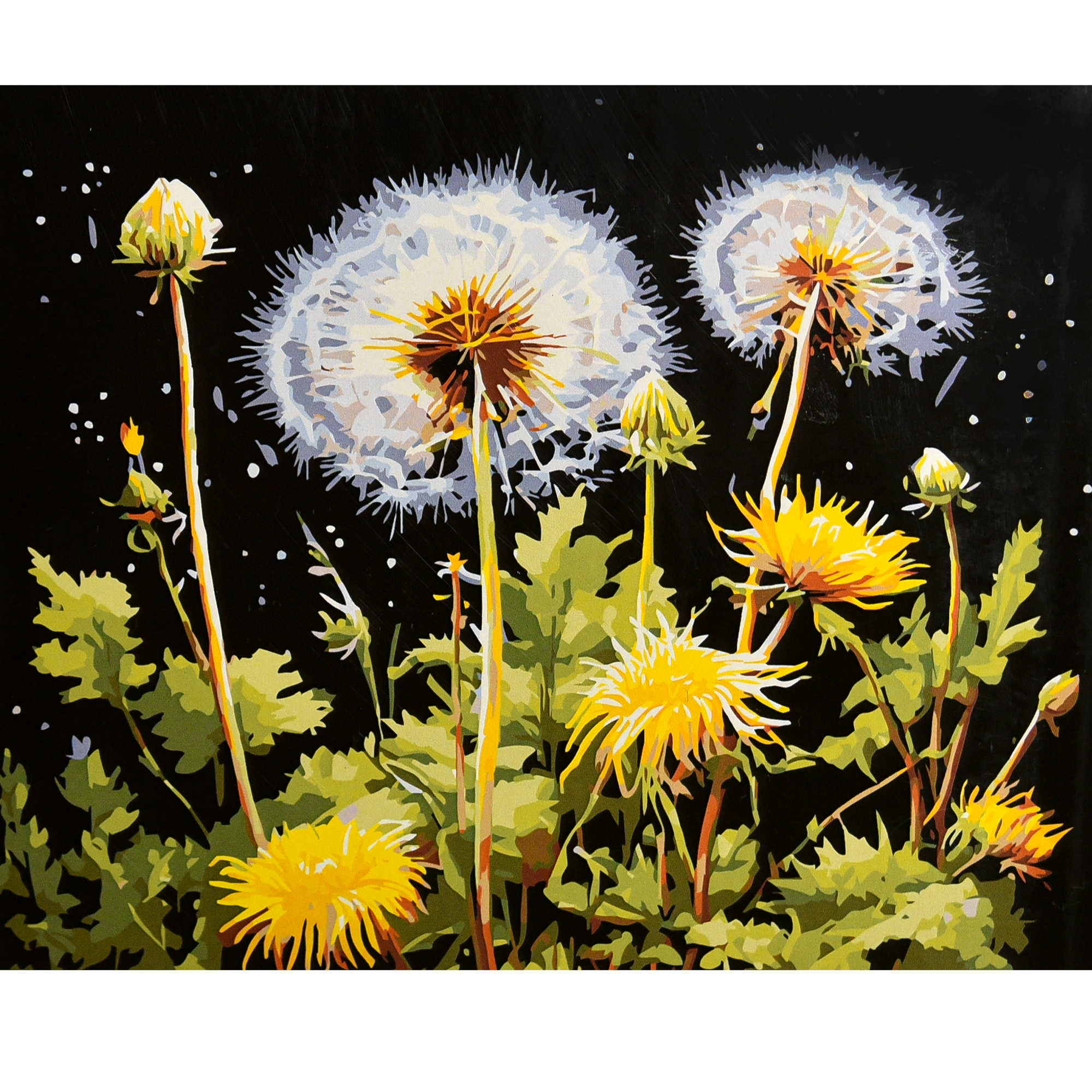 Lightness of dandelions on a black background 